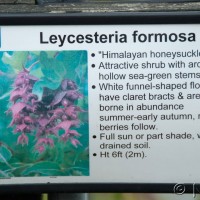 Himalayan Honeysuckle